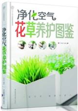 净化空气花草养护图鉴