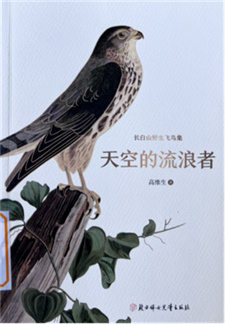 《天空的流浪者》